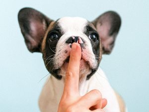 La importancia de conocer el lenguaje de nuestras mascotas.